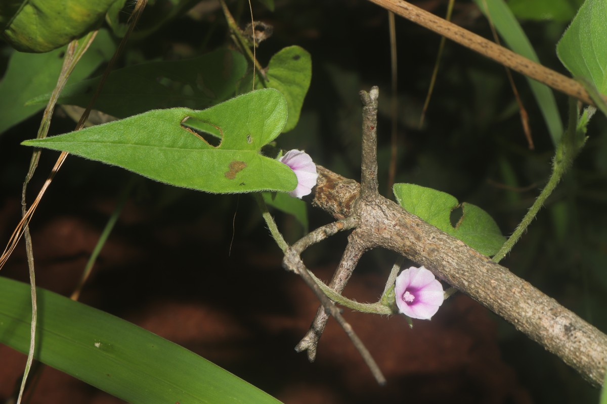 Ipomoea eriocarpa R.Br.